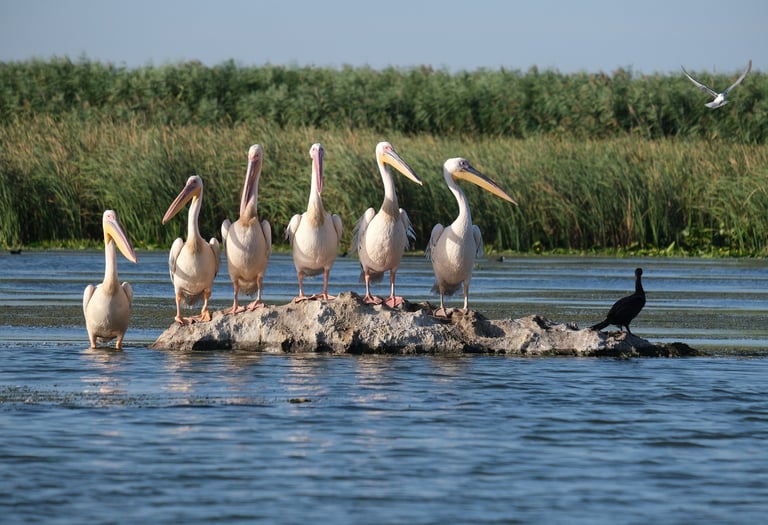 pelicans in danube delta