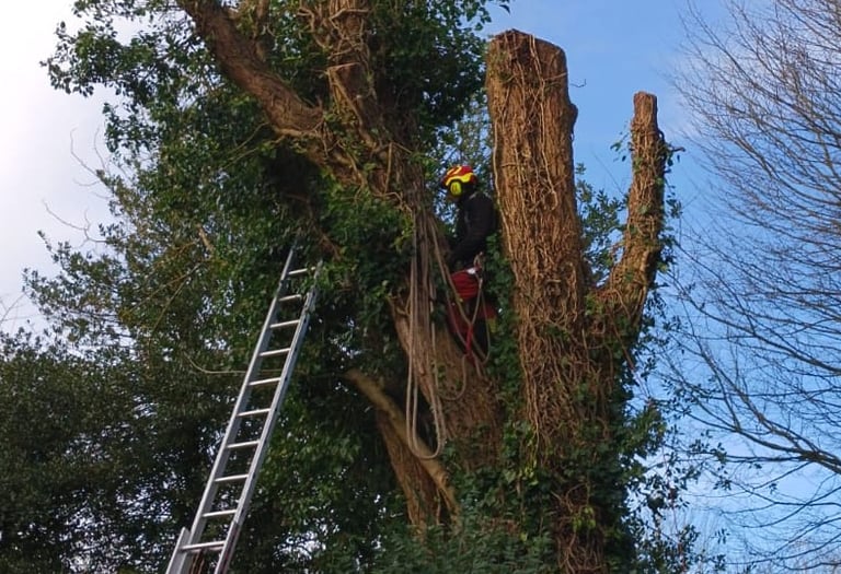 coupe arbre yvetot