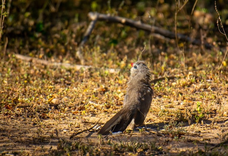 Birds in Kumana National Park on Wild Ceylon Safari Tour