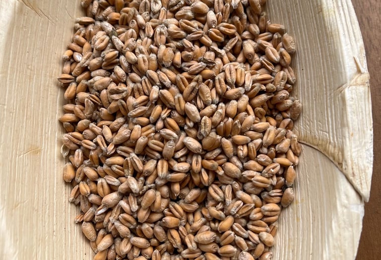 Grains de blé tendre. Crédit photo : Terres&Graines