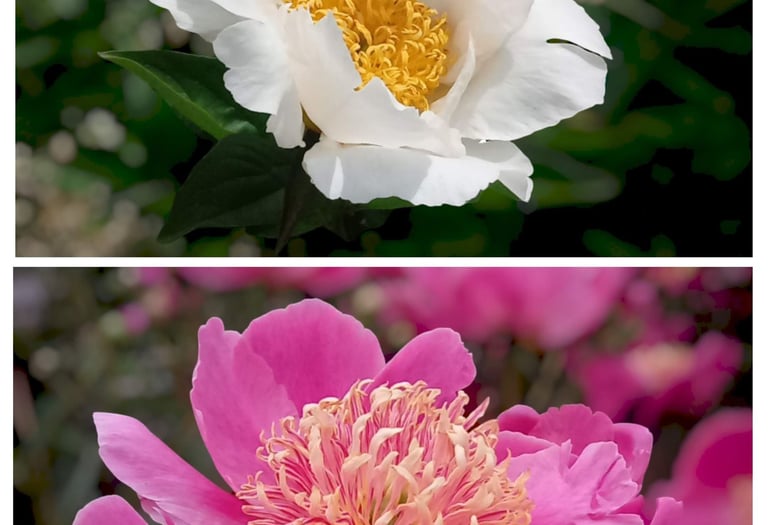 Roses Workshop