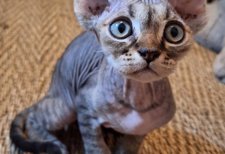Chaton Devon Rex
