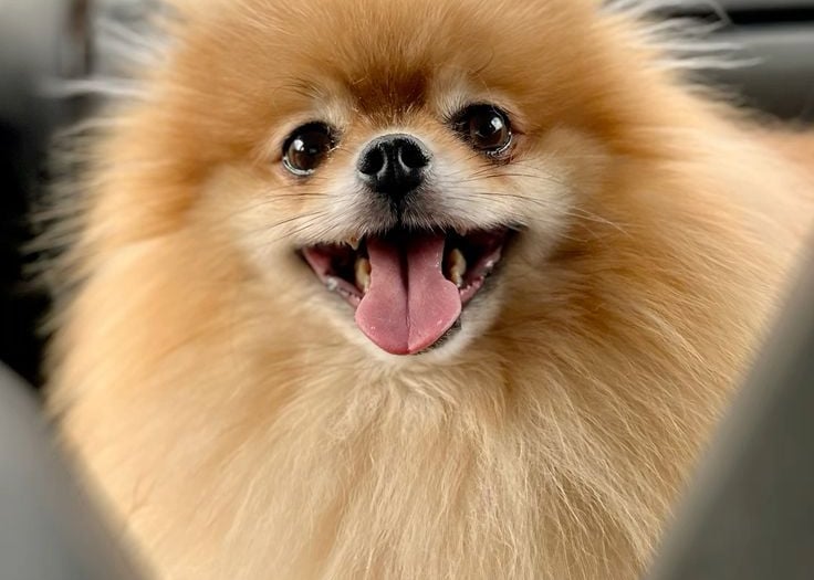 pomerania argentina buenos aires venta