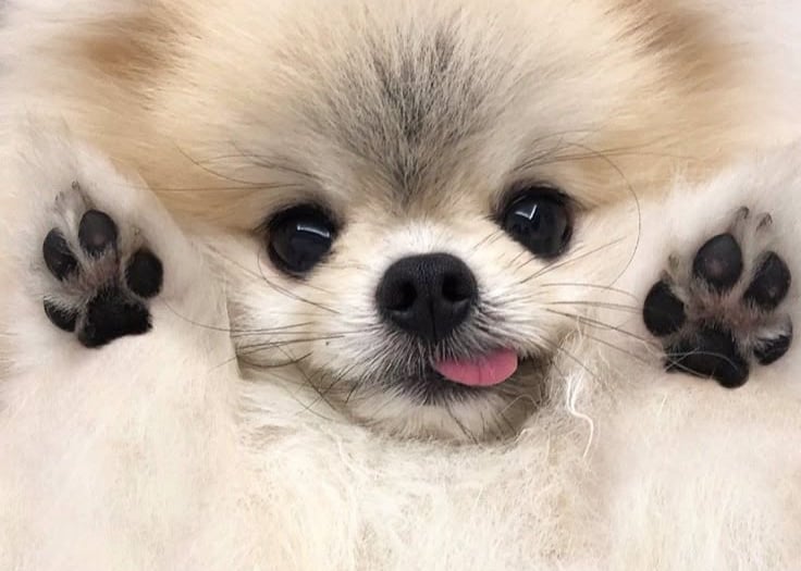 Pomerania argentina criadero venta