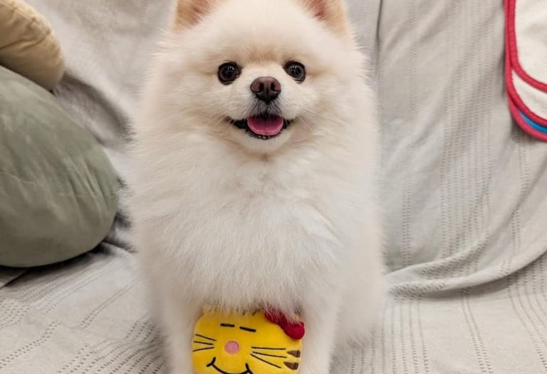 criadero pomerania argentica cachorro