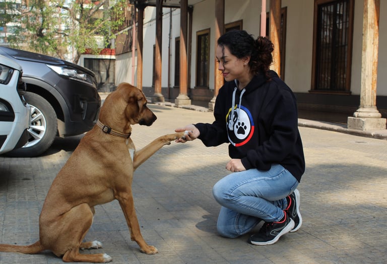Evaluación de conducta canina