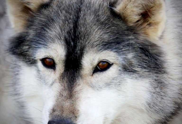 Husky-Erlebnisse, Husky-Ausfahrten, Husky-Trekkingtouren, Husky Abenteuer, Dietfurt, Bayern