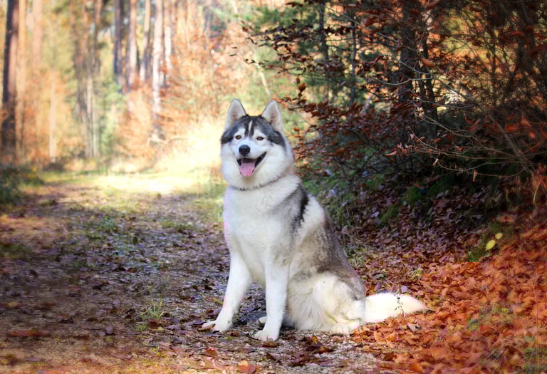 Husky-Erlebnisse, Husky-Ausfahrten, Husky-Trekkingtouren, Husky Abenteuer, Dietfurt, Bayern