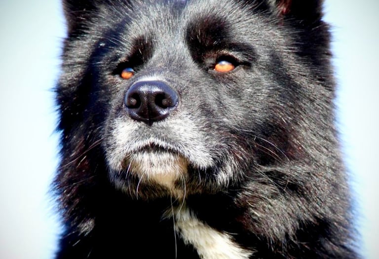 Husky-Erlebnisse, Husky-Ausfahrten, Husky-Trekkingtouren, Husky Abenteuer, Dietfurt, Bayern