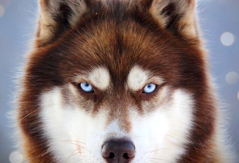 Husky-Erlebnisse, Husky-Ausfahrten, Husky-Trekkingtouren, Husky Abenteuer, Dietfurt, Bayern