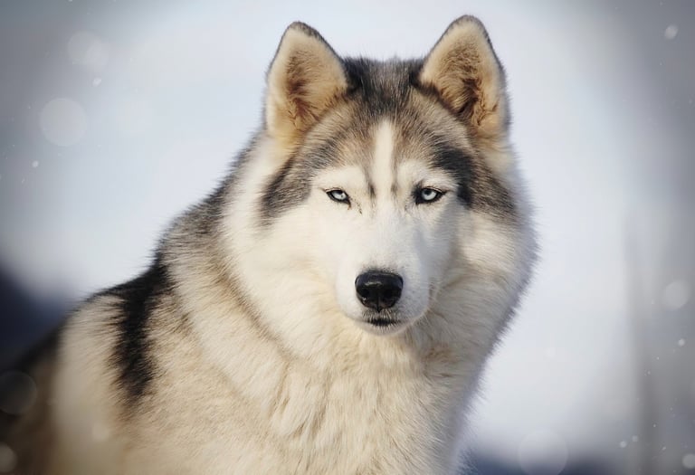 Husky-Erlebnisse, Husky-Ausfahrten, Husky-Trekkingtouren, Husky Abenteuer, Dietfurt, Bayern