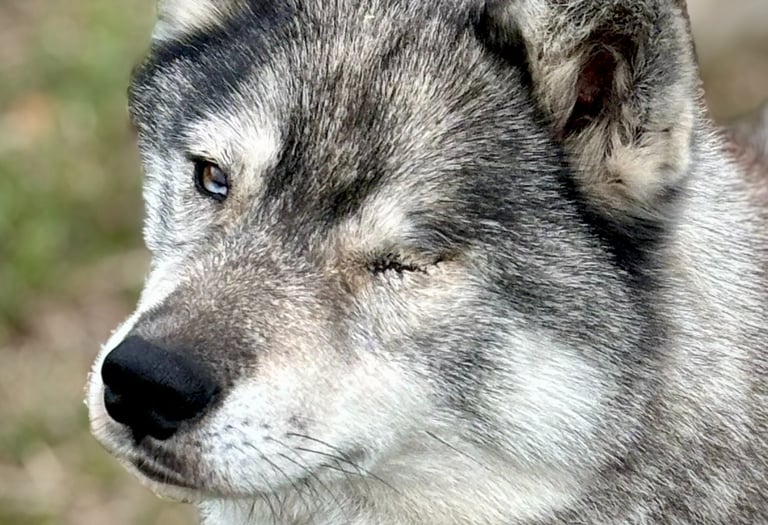 Husky-Erlebnisse, Husky-Ausfahrten, Husky-Trekkingtouren, Husky Abenteuer, Dietfurt, Bayern