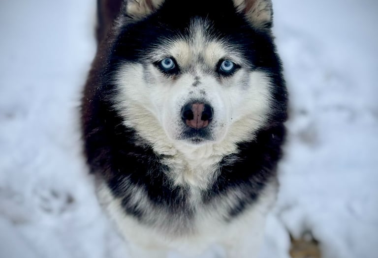 Husky-Erlebnisse, Husky-Ausfahrten, Husky-Trekkingtouren, Husky Abenteuer, Dietfurt, Bayern