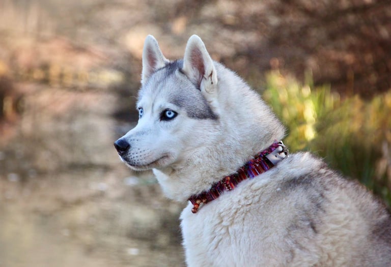 Husky-Erlebnisse, Husky-Ausfahrten, Husky-Trekkingtouren, Husky Abenteuer, Dietfurt, Bayern