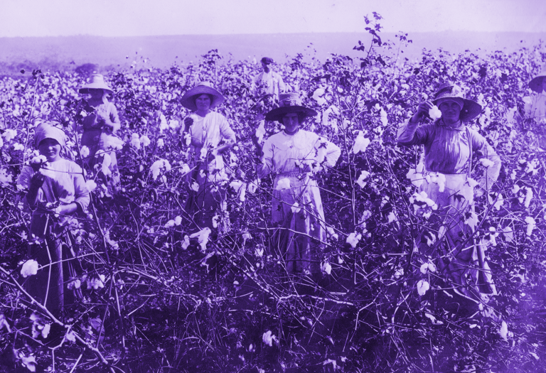 Mulheres colhendo algodão no interior paulista