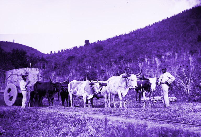 Carro -de-Boi com tres parelhas sendo conduzidos por dois senhores pretos, descalços, numa região montanhosa