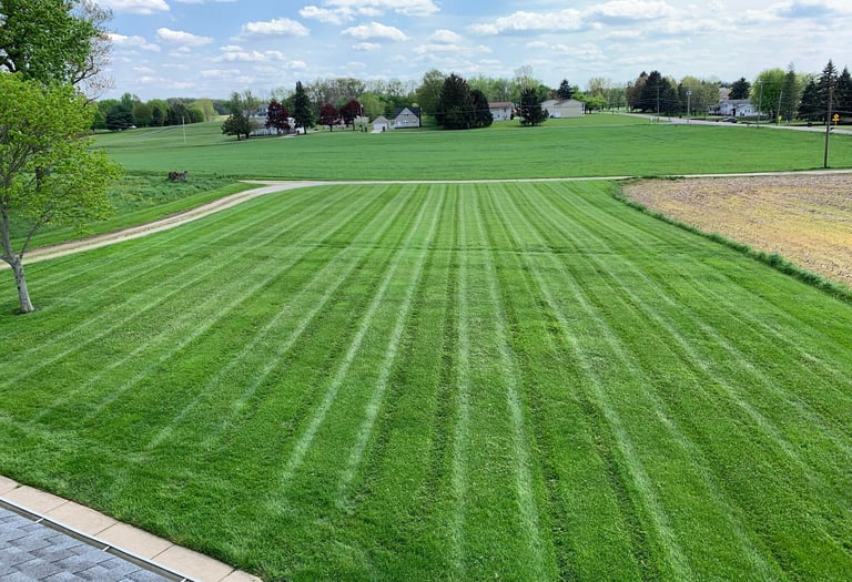 A view of a well-maintained, grassy lawn with vibrant green colors and healthy grass
