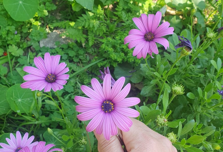 a person's hand holding a flower in a field