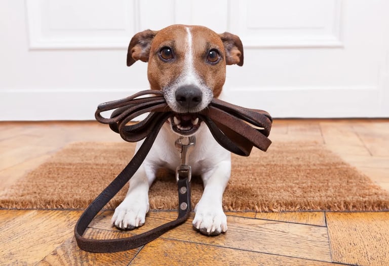 A dog holding a leash in its mouth