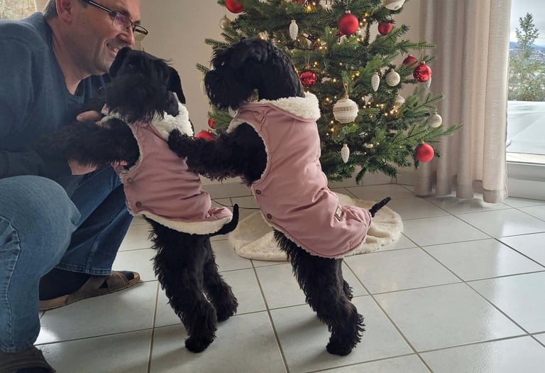 Schnauzers nains noirs dans leur doudoune