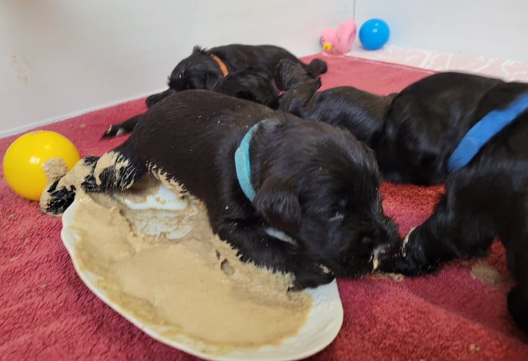 Chiot Schnauzer nain dans la bouillie