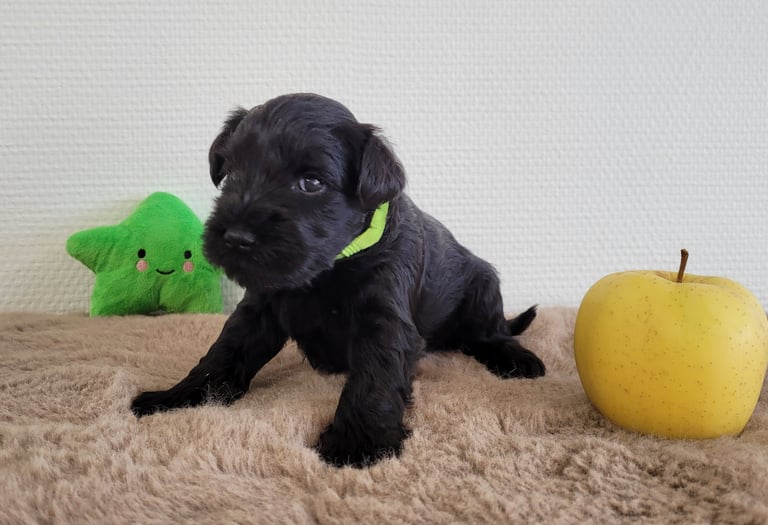 V'Lola des Diamants Noirs d'Also