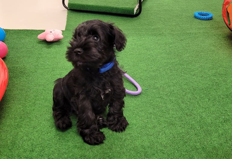 Vador des Diamants Noirs d'Also