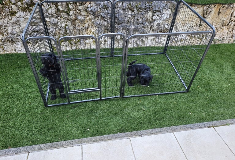 Apprentissage propreté chiots