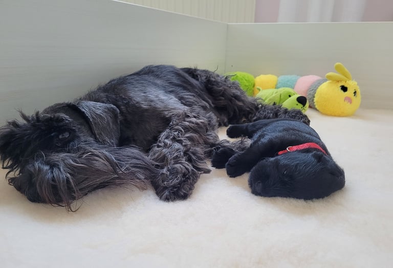 Chiot Schnauzer nain et maman