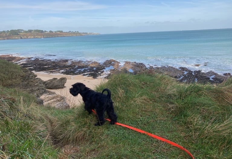 Schnauzer nain noir à belle Ile en Mer