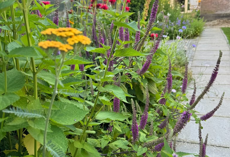 Vaste planten combinatie van geel paars en rood in een tuin