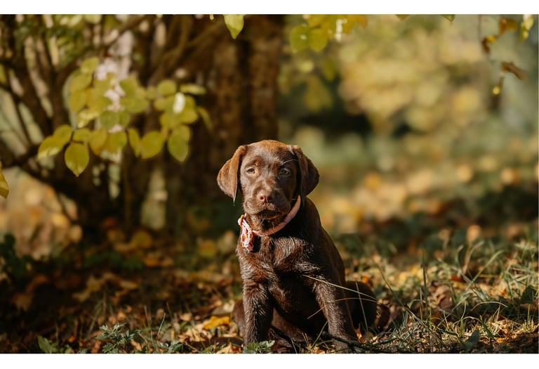 Welpe im Wald – Hundetraining für Welpen in Göttingen