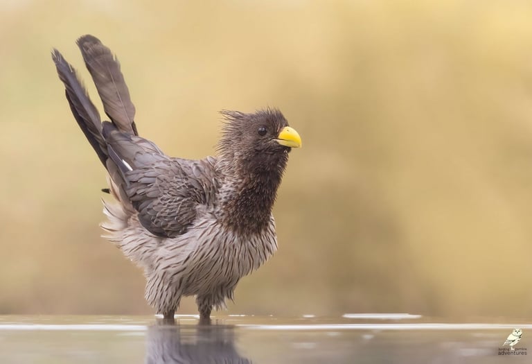 Western Plantain-eater bathing in the water | Birding Adventures Gambia
