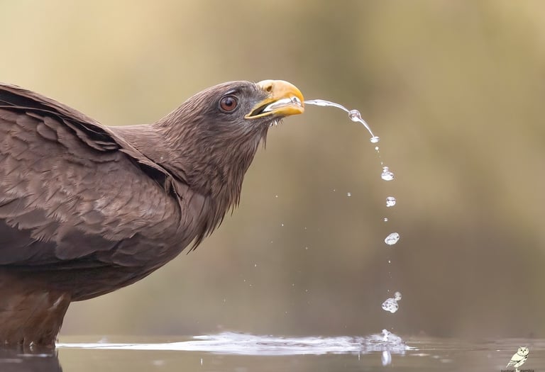 Yellow-billed Kite drinking water with droplets | Birding Adventures Gambia