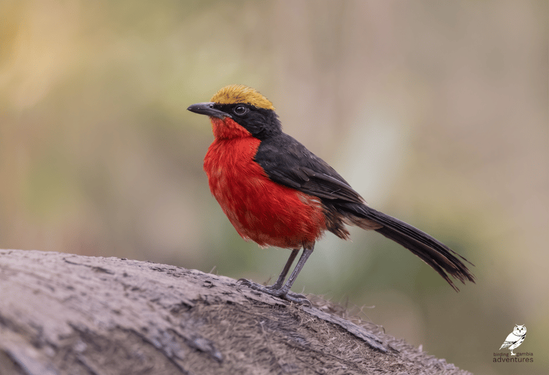 Yellow-crowned Gonolek photographed from the photo hide at Mandinari River Lodge