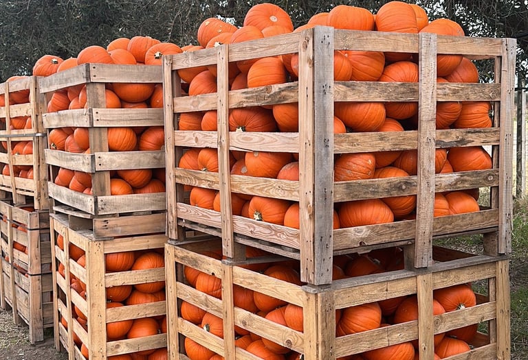 zucche feste eventi Halloween