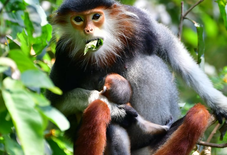 A red-shanked douc langur eating young leaf.