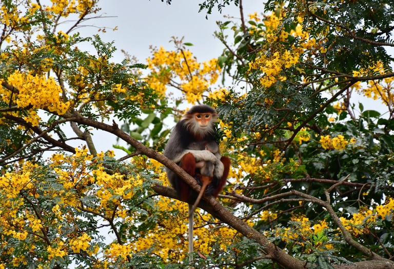 Red-shanked Douc Langur sitting in a tree with her baby on Son Tra Mountain, Da Nang.