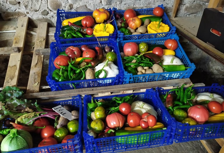 Paniers de légumes bio