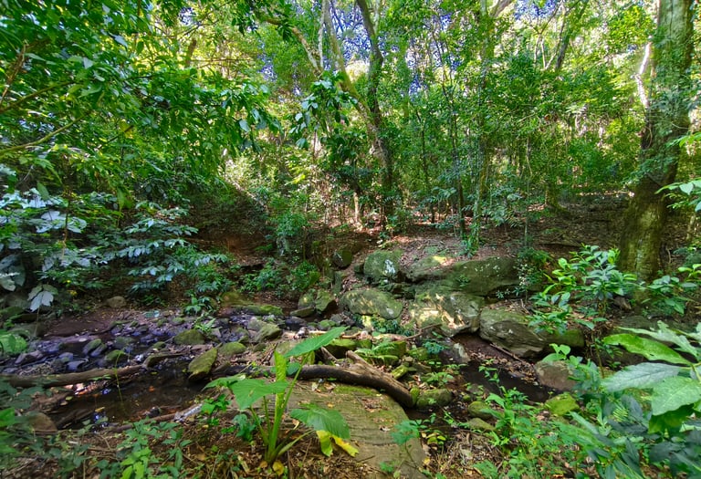 Bewaldetes Grundstück mit Bergblick und ruhiger Lage in Independencia
