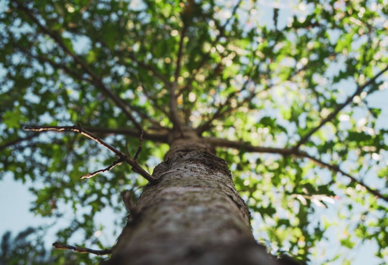 Bankeaz | A tall beautiful tree for sustainability