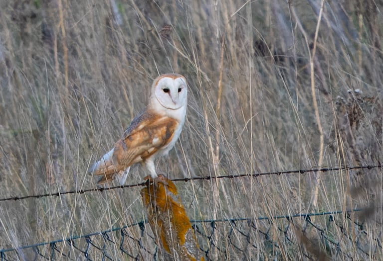 A Barn Owl on a fence at Rainham Marshes RSPB.