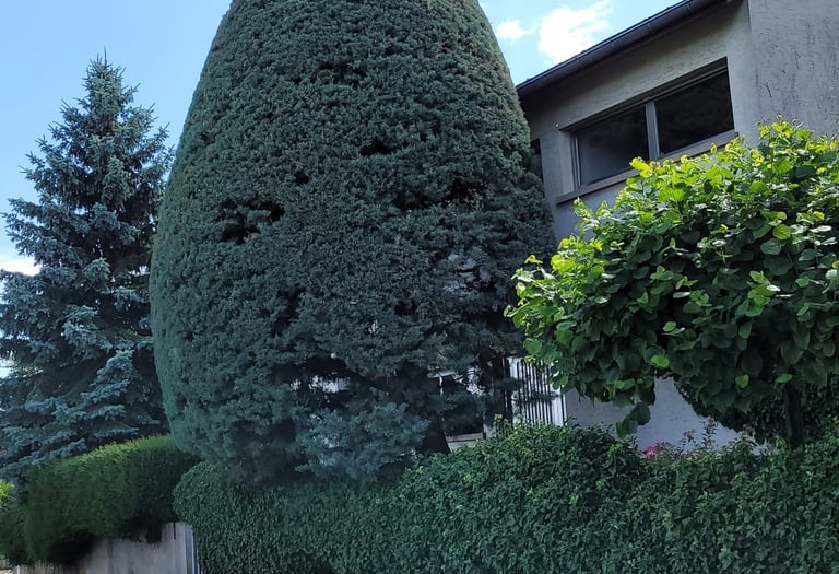 Entretient extérieur, embellissement de vos jardins. 