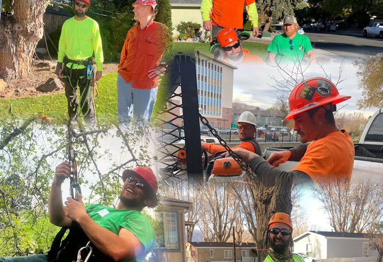 Reno Tree Services Tree Climbers