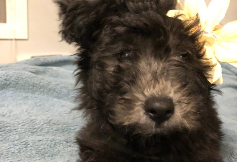 Hungarian Pumi puppy that has begun a colour transformation from black to silver