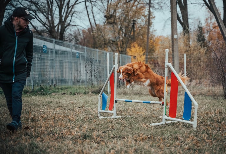 šuo šoka per agility kartelę