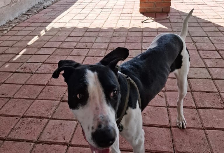 perro feliz cuidado en Bodoques peludos