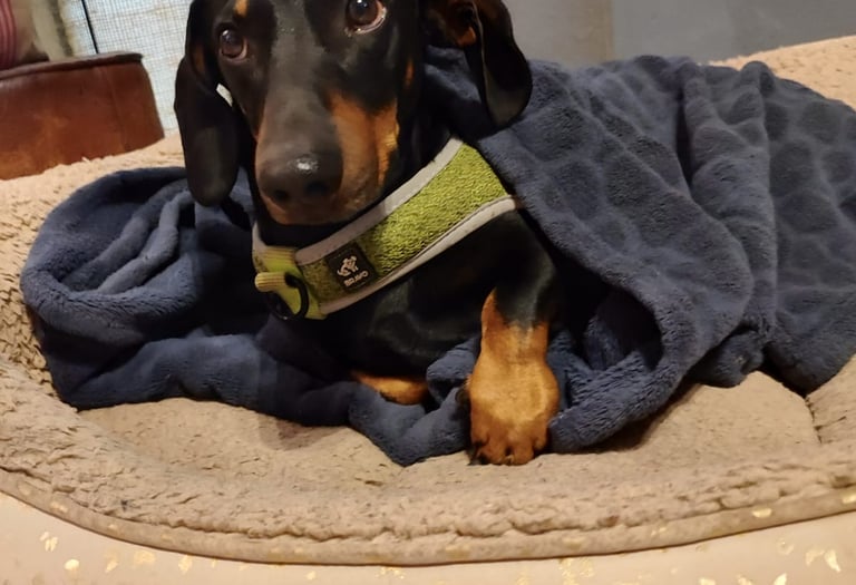 perro salchicha descansando en Bodoques Peludos