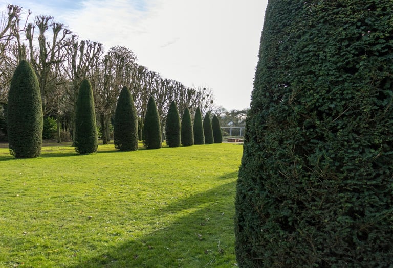 Green Trimmed Lawn with Cedar Trees -- Smiling Lawn