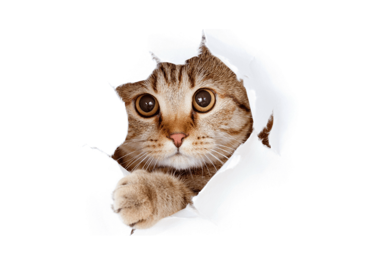 pet transport directory, join community